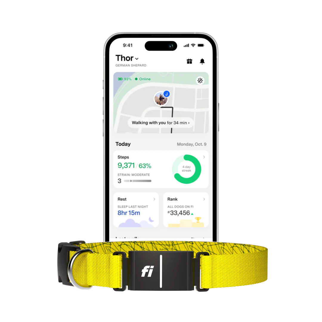 Fi Collar Series 3+ | 6 Month Membership